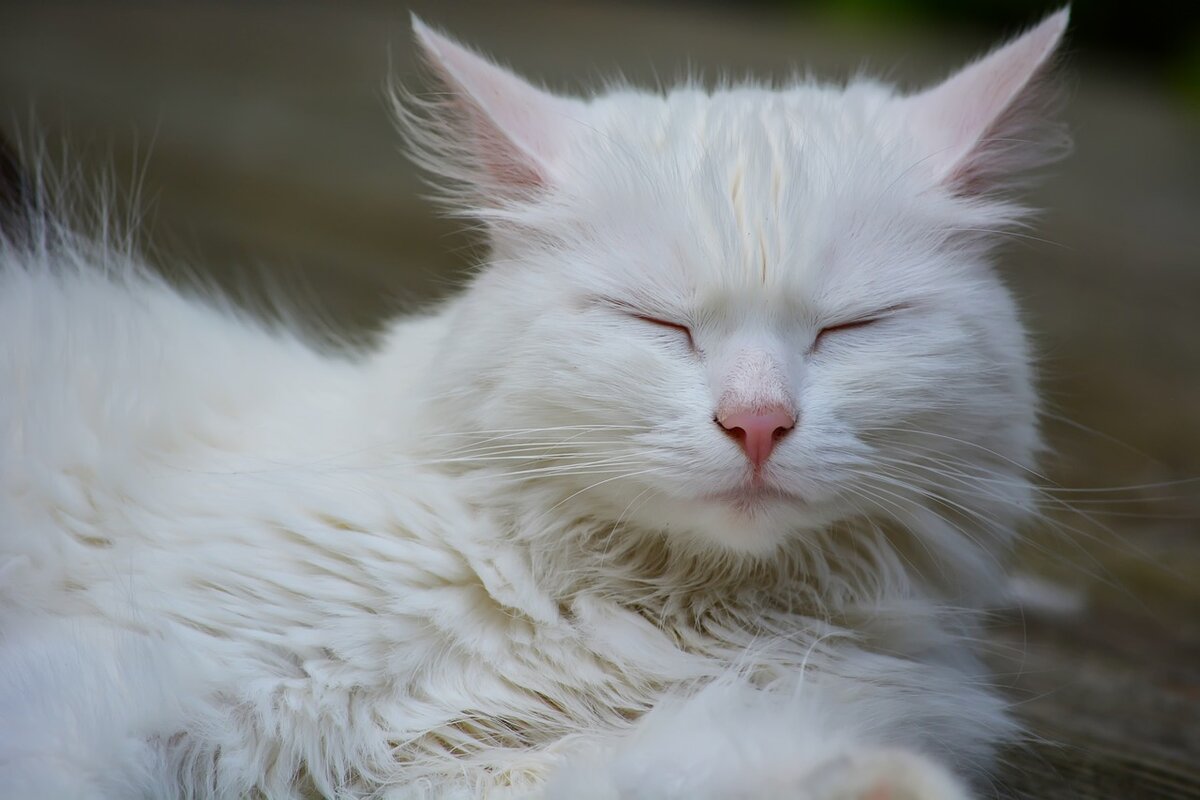 Фото Aline Mueller с сайта Pixabay 