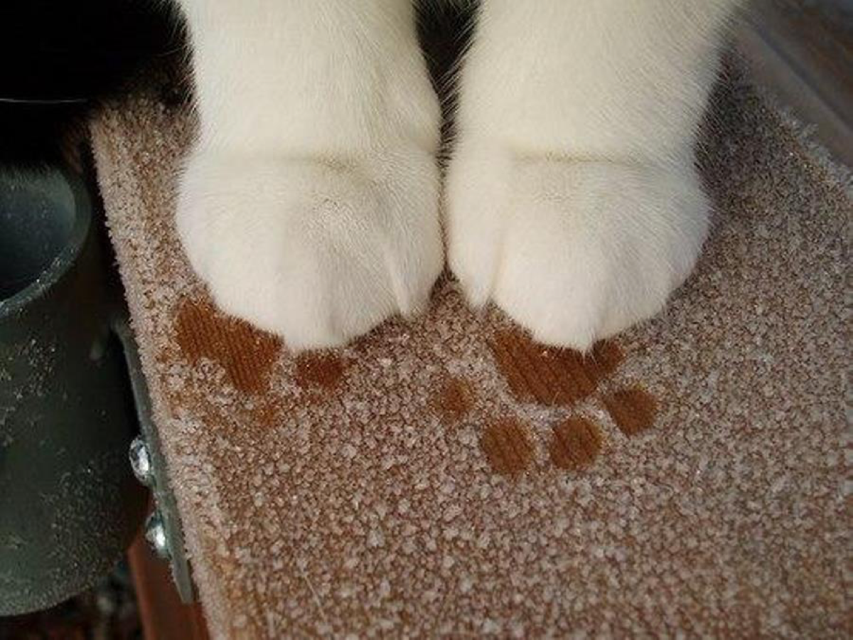 Коты потеют. Кошачья лапа. Кошачьи лапки на снегу. Следы кошачьих лапок на снегу. Кот со снегом на лапах.