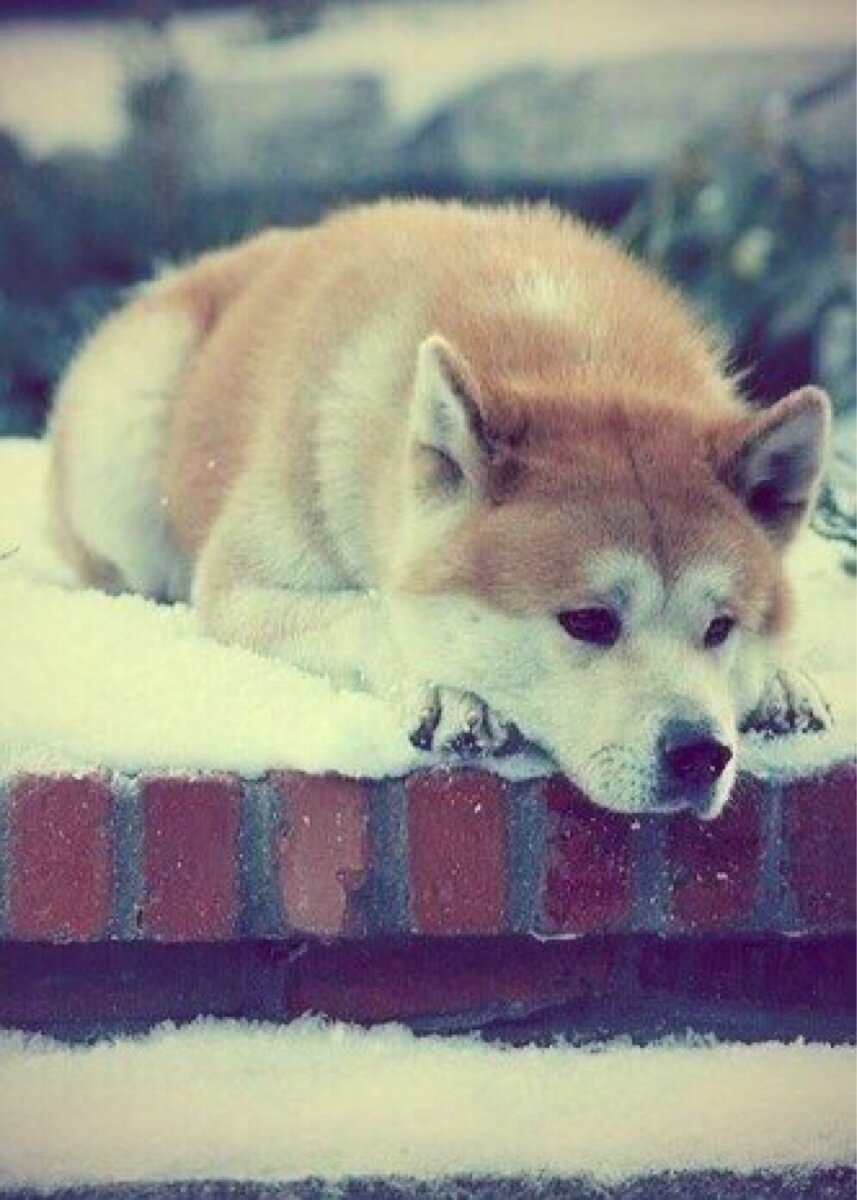 акита-ину. хатико фильм. собака акита хатико. преданность собаки хатико. хатико 1934.