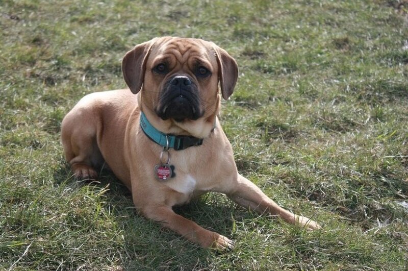 Уши длинноваты, морда - старовата... https://clck.ru/JeHGk