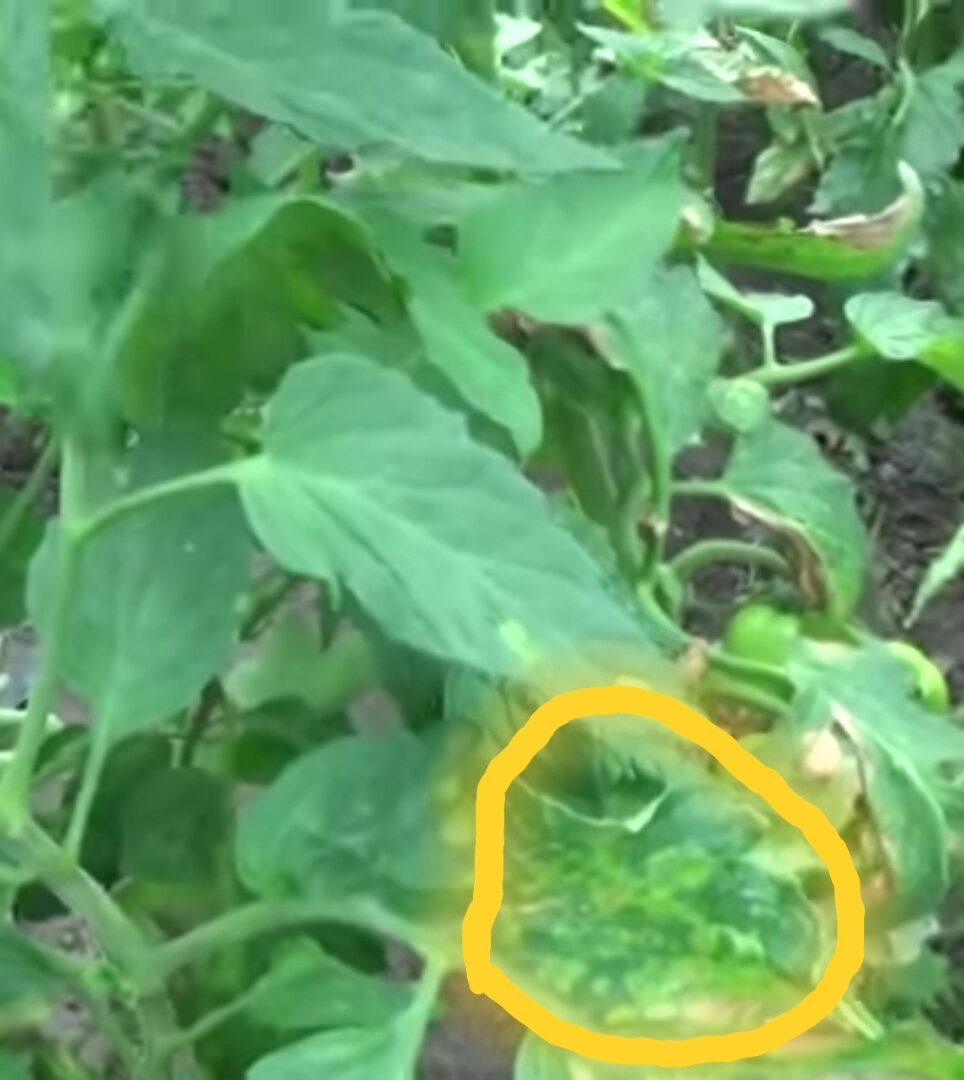 Начальная стадия фитофторы.