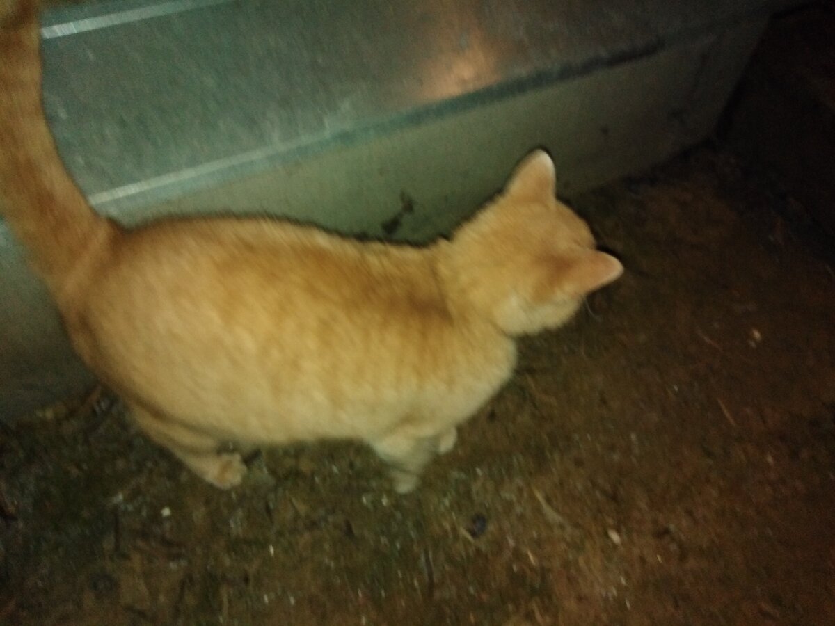 Он большой и нежно персикового цвета, фотография этого, к сожалению, не передает