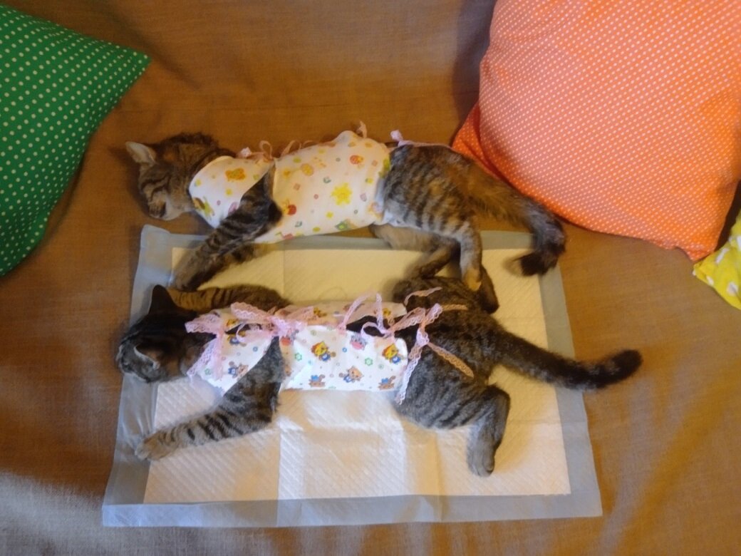 Тофу и Луна