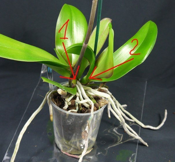 Рекомендации, как отделить детку Орхидеи от материнского растения