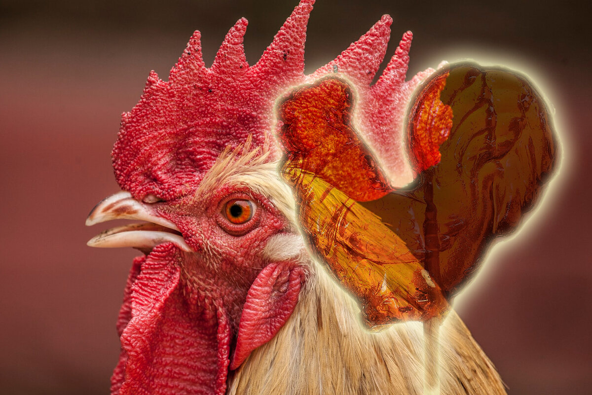 Леденец-Петушок