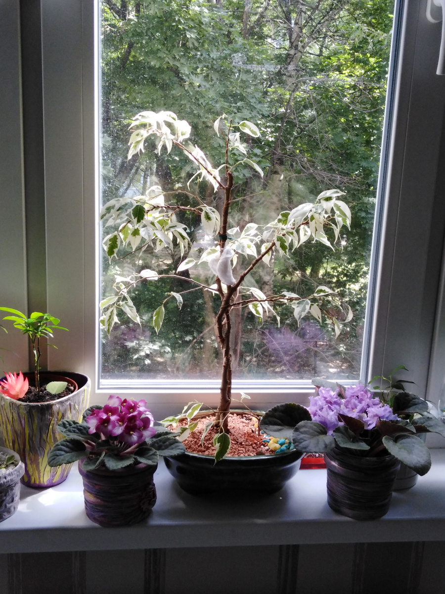 Это мои цветочки фиалки и фикус