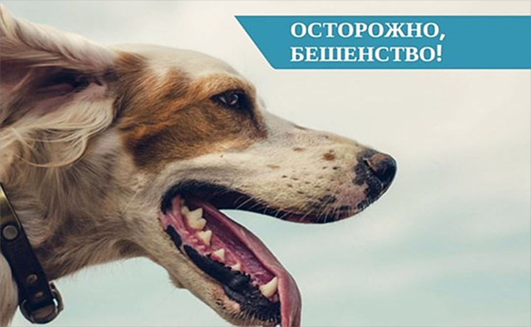 Картинки про бешенство
