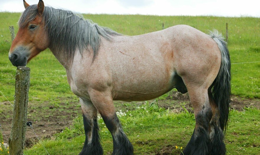 Большой конь 1846 года. Арденский тяжеловоз. Тяжеловоз бельгийский Арден. Арденская порода лошадей. Лошадь породы Арден.