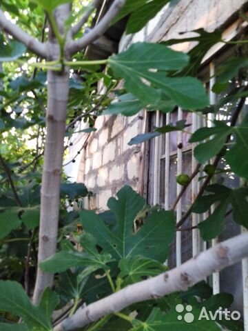 фото с avito.ru