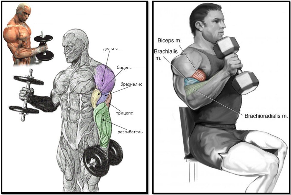 "страничка анатомии"