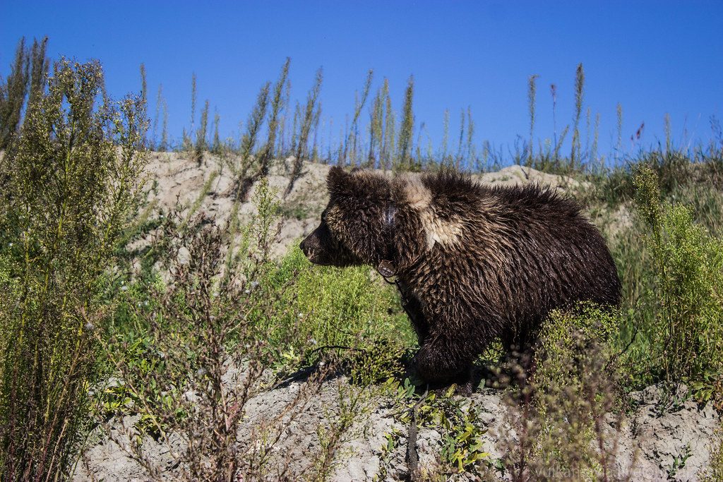 Физиологический бурый медведь. Бурый медведь Мурманской области.