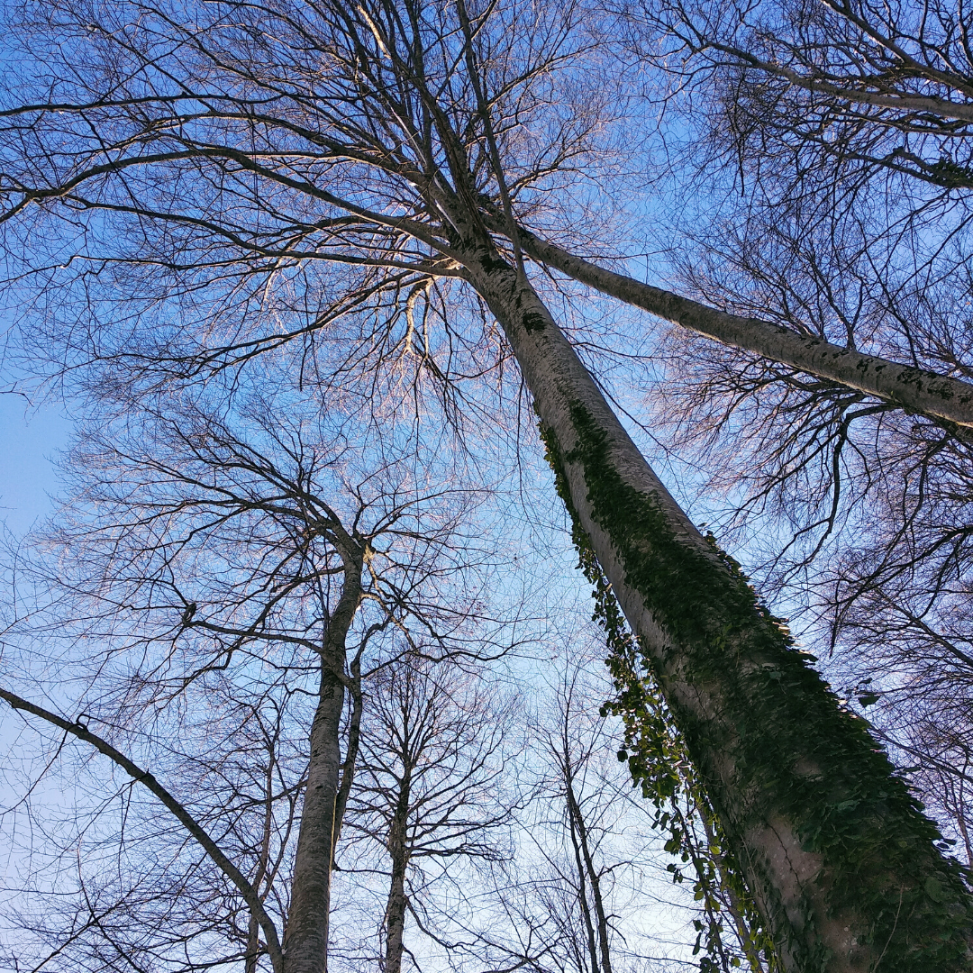 Рассвет, деревья