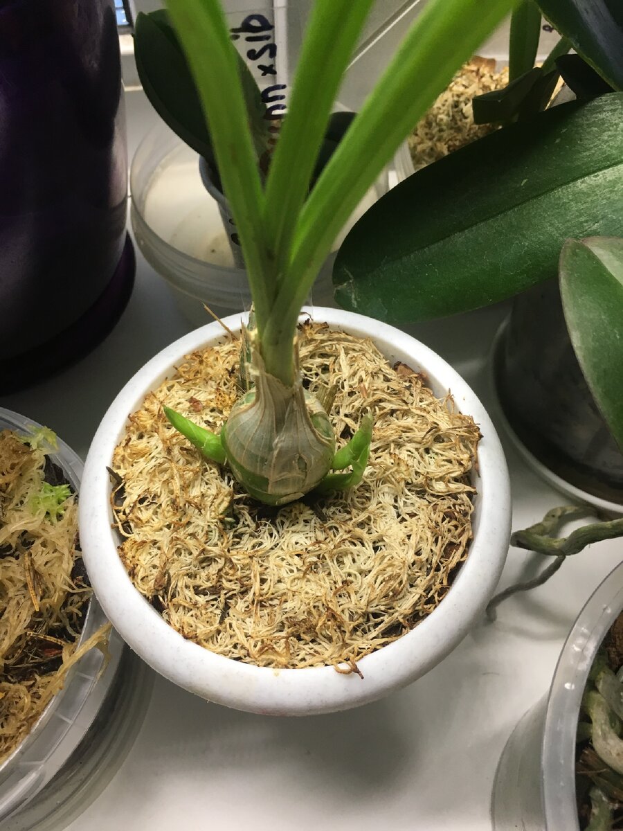 Моя Clowesia Grace Dunn, первый год после покупки