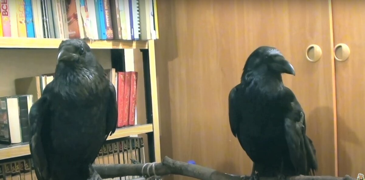 Однако заводить сразу двоих не стоит, птицы будут ориентированы друг на друга.