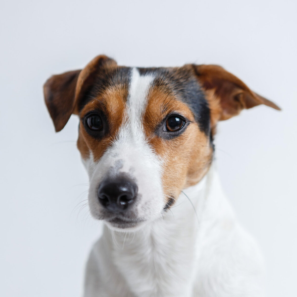 Джек-рассел-терьер