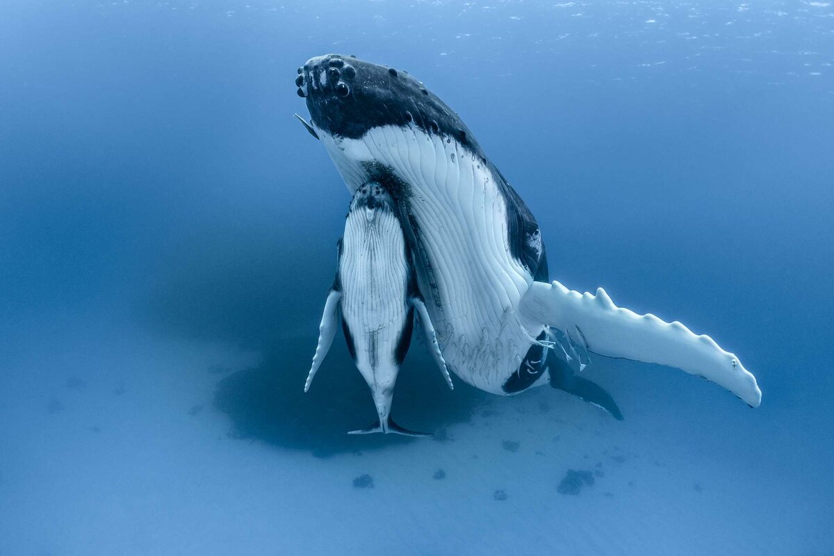 Фото: Paul Nicklen