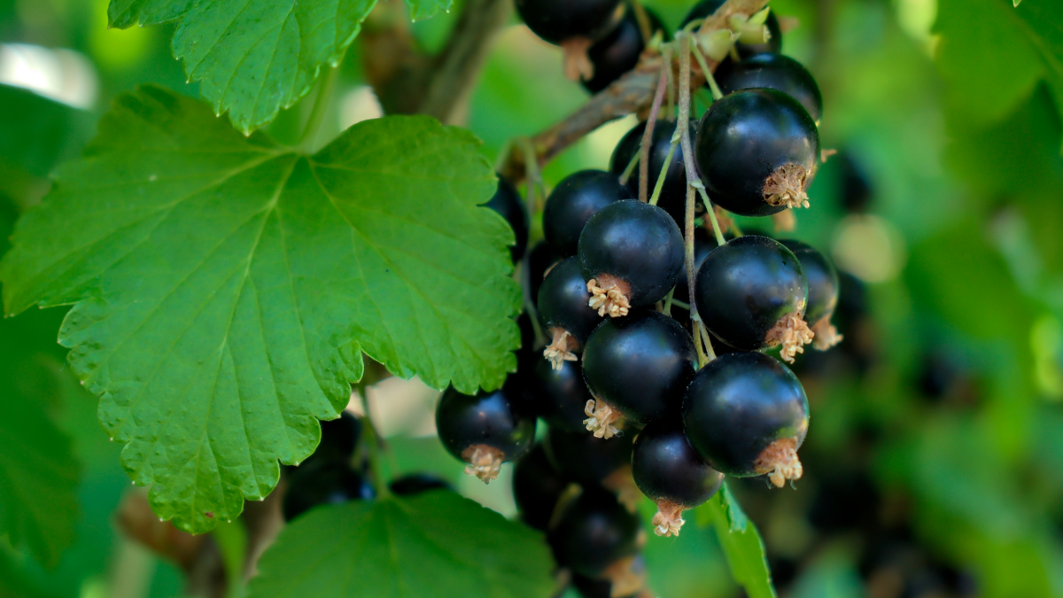 Черная смородина