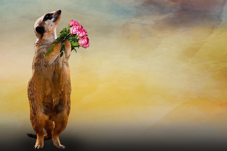 https://cdn.pixabay.com/photo/2018/04/27/17/52/animal-3355366_960_720.jpg