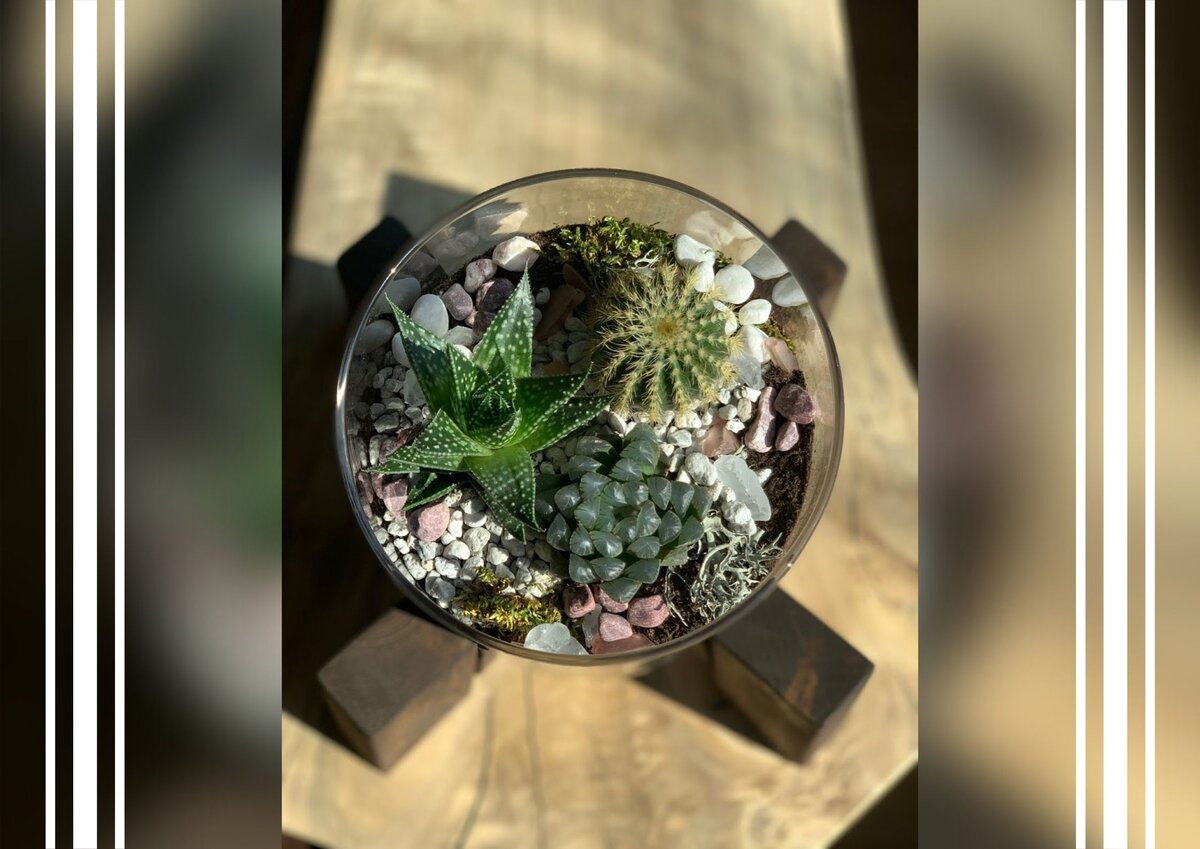 Флорариум с суккулентами