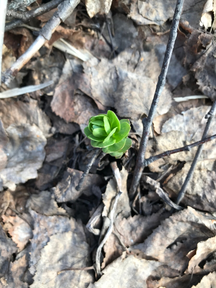 Хиленький цветочек тянется к небу через все препятствия