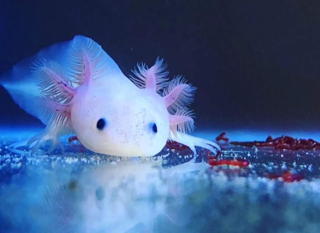 Источник изображения: https://aminoapps.com/c/miloeamino/page/blog/akltl/naX3_okiLuVGwLKVM1MB6bNej170PrzVLP