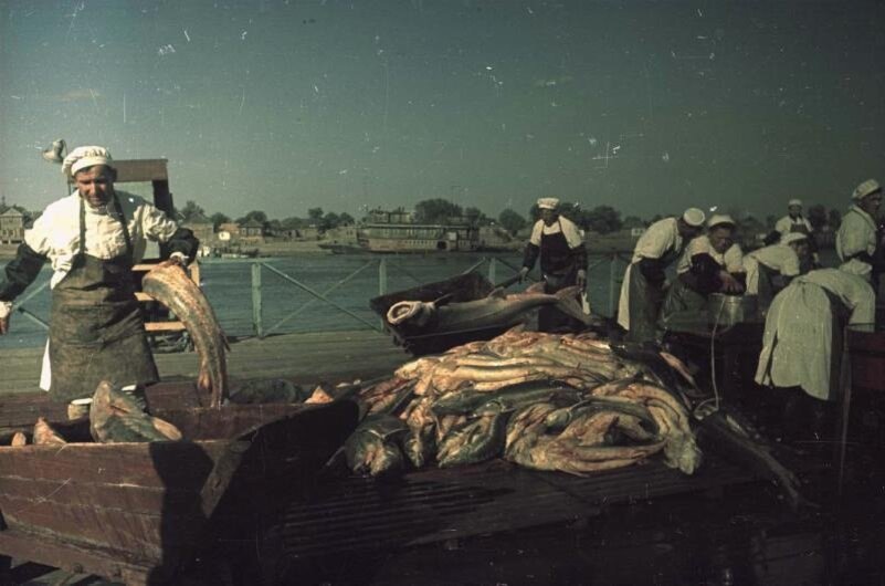 Путина на Каспии. Владислав Микоша, 1949 год, МАММ/МДФ. 