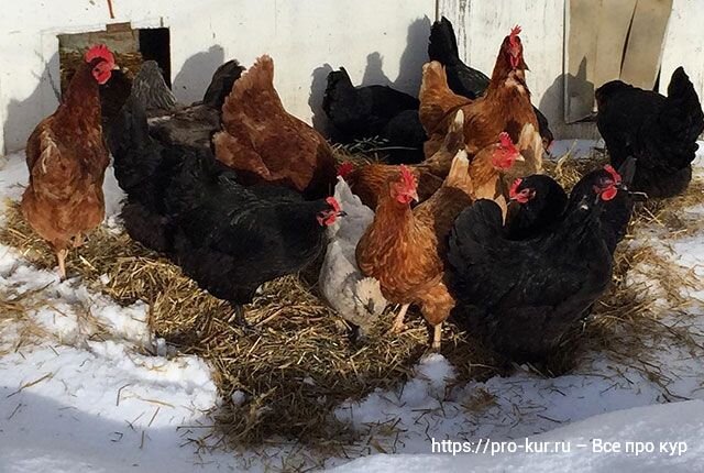курятник внутри. насест для кур. куры на насесте. курятник на 50 кур несушек. куры освещение зимой.