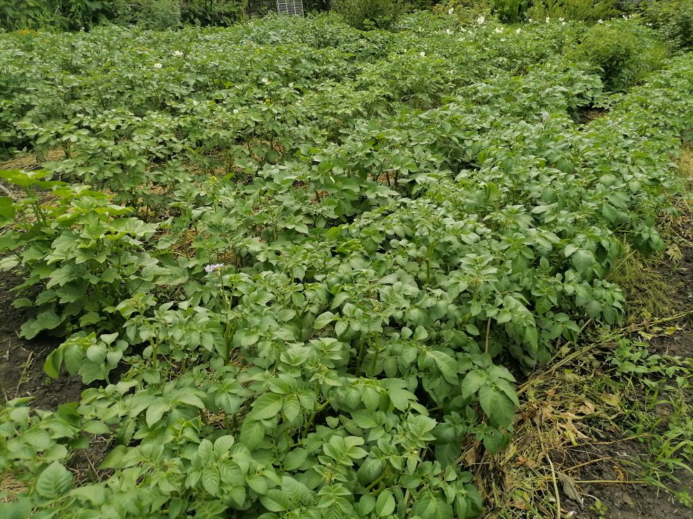 Картофельная делянка в начале июля, фото автора