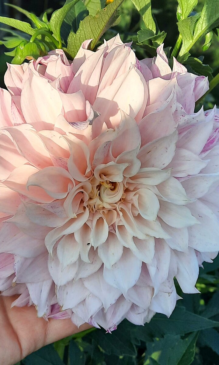 Почему георгины темнеют