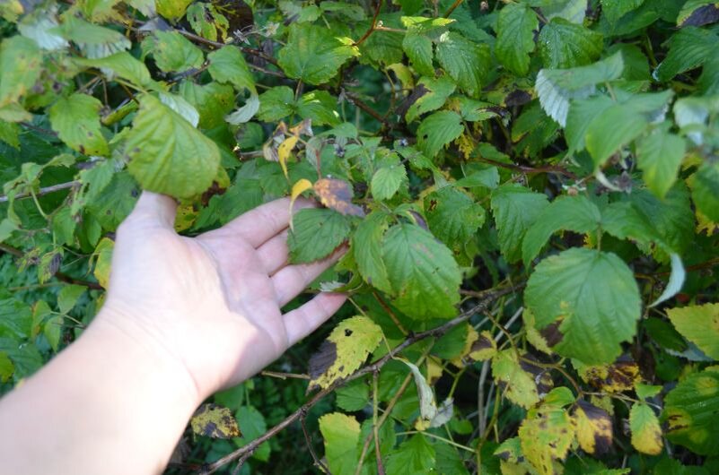 Кусты малины сегодня. Обрезаю малину после того, как полностью опадет листва.