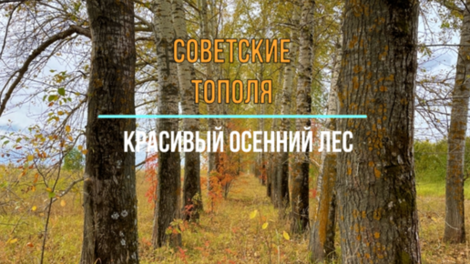 Советские тополя. Красивый осенний лес