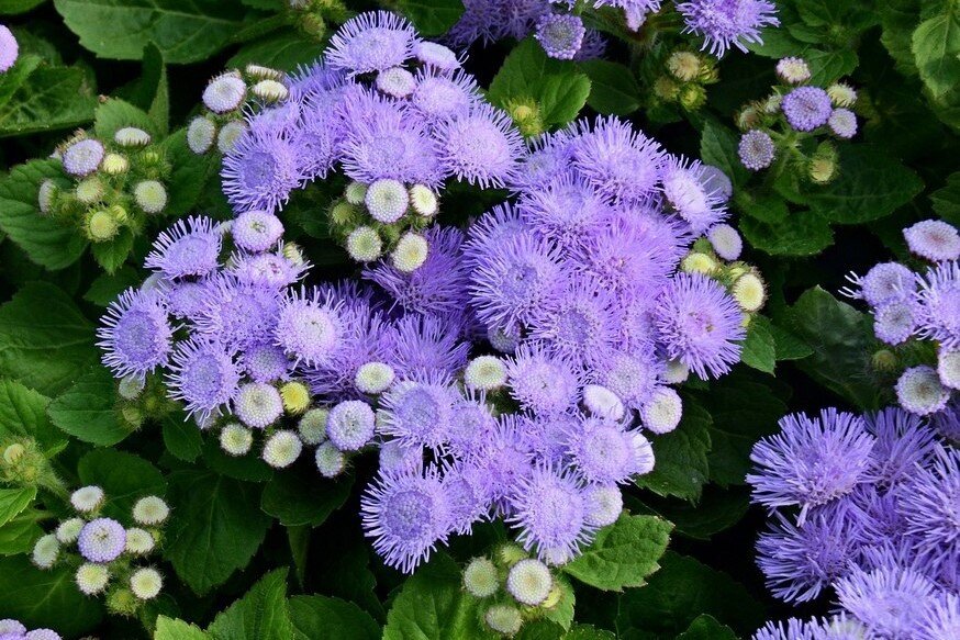 Агератум Хьюстона