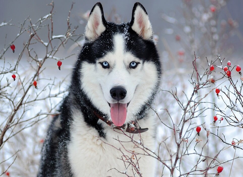 Сибирский хаски (Фото: https://thehappypuppysite.com/russian-dog-breeds/)