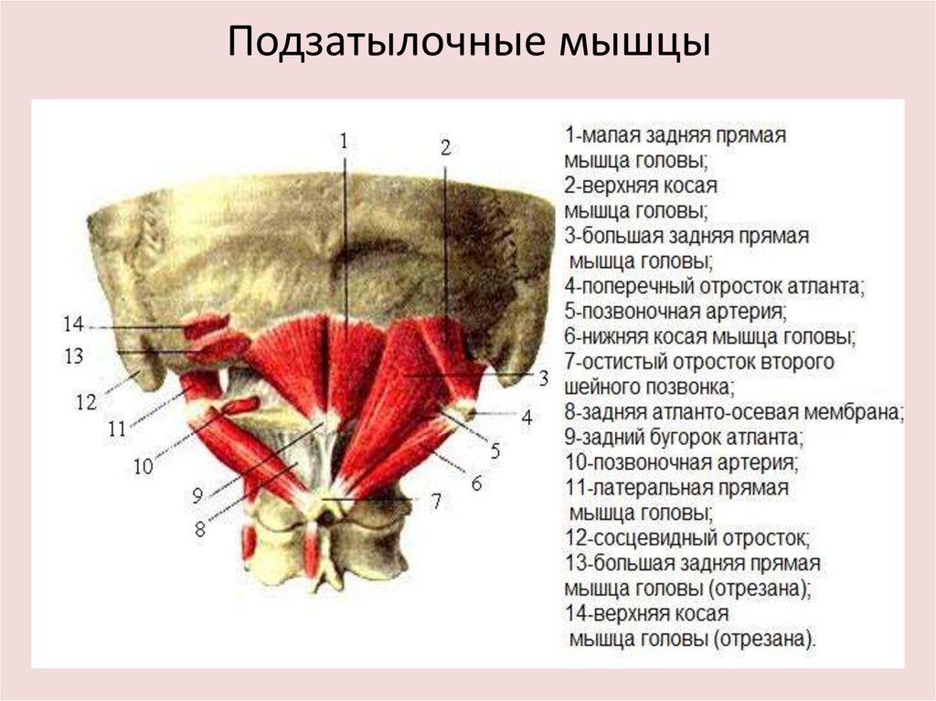 Боль в мышцах во время тренировки — это нормально или нет?