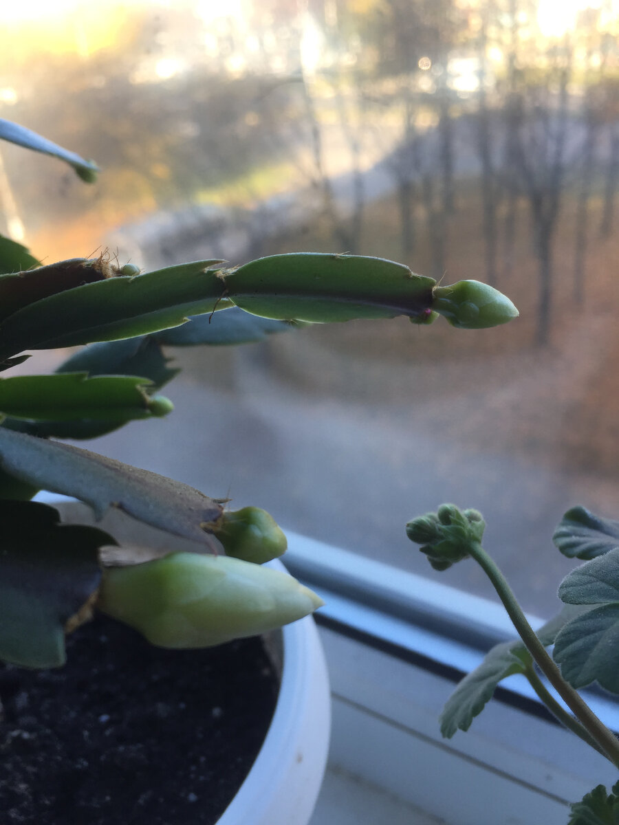 Такие вот очаровательные бутончики на каждой веточке