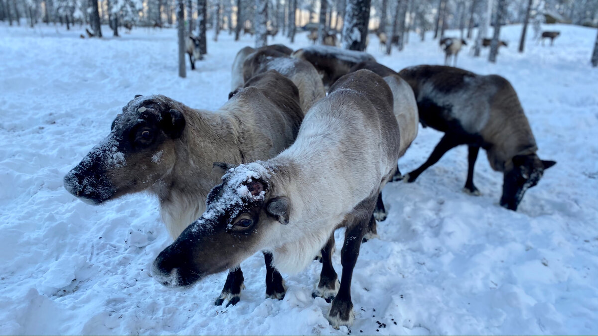 Фото: zorkinadventures