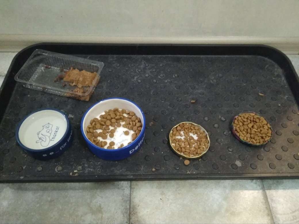 Уже не знаешь, какой еще корм предложить. Фото автора