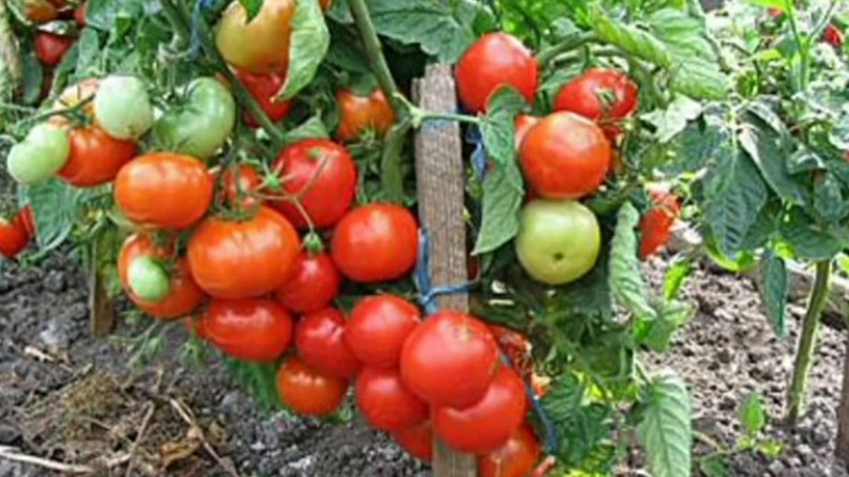 Томаты в теплице