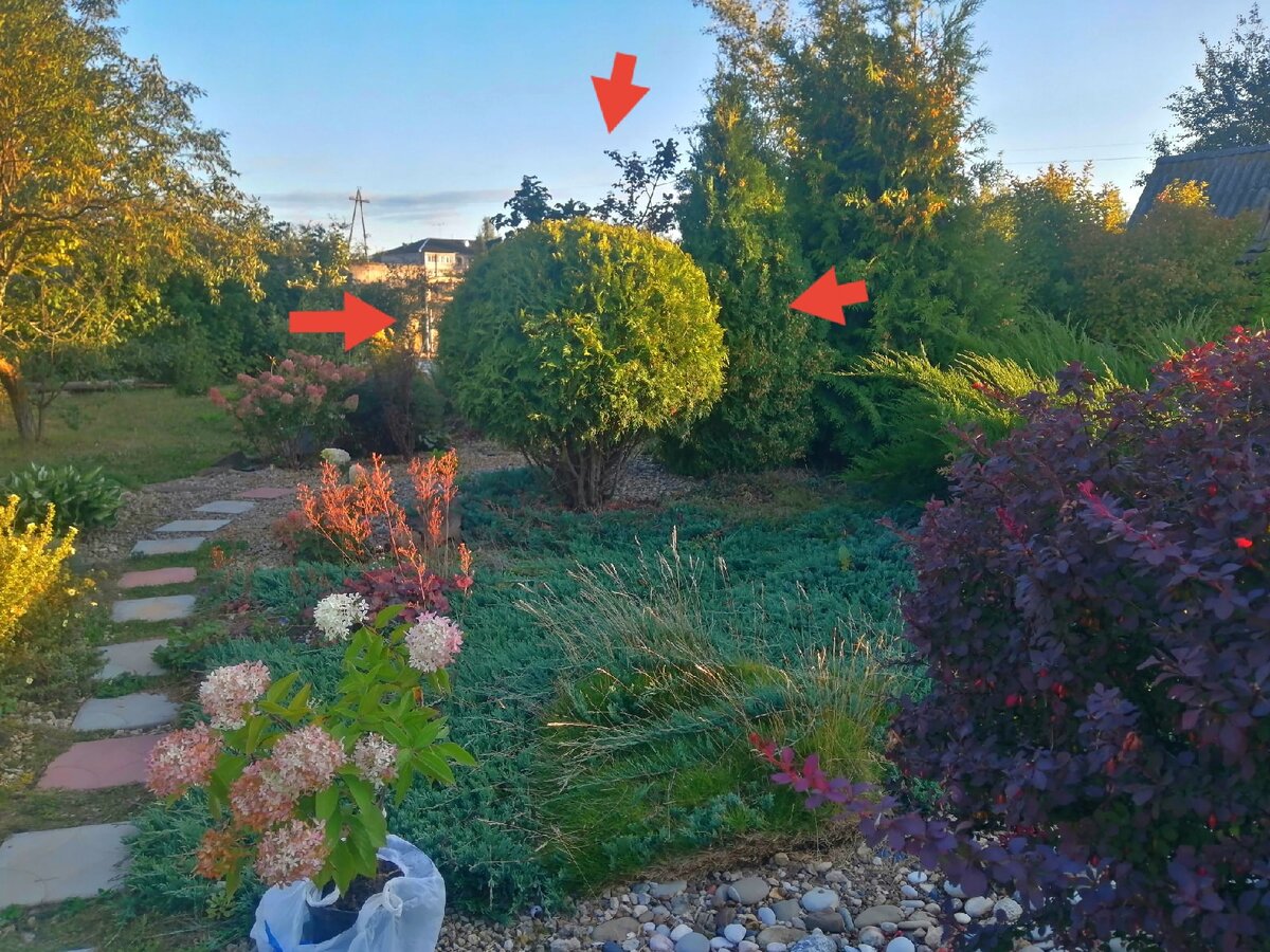 Туя Голден Глоб 