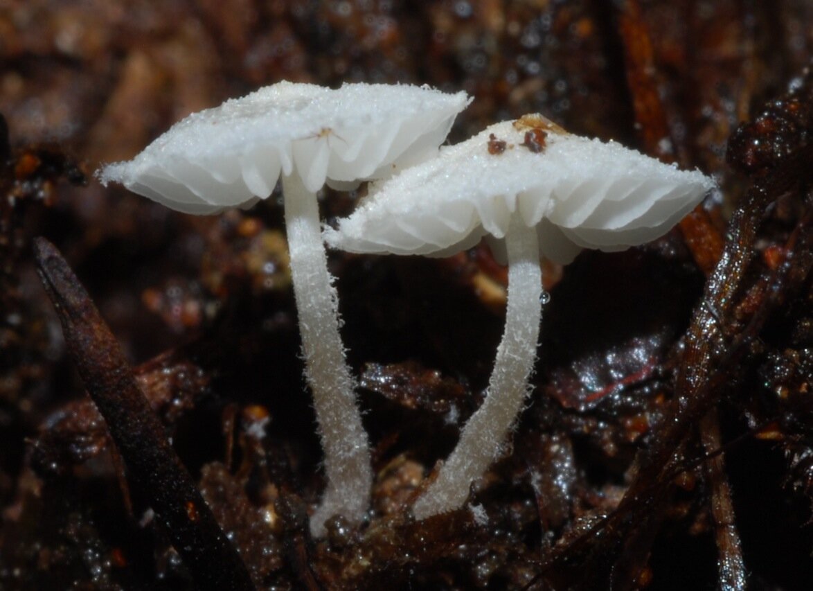 Род грибовых. Archaeomarasmius Legetti. Грибы белой гнили представители. Palaeoagaracites antiquus гриб. Archaeomarasmius leggetti шляпочный вид вымиршого гриба.