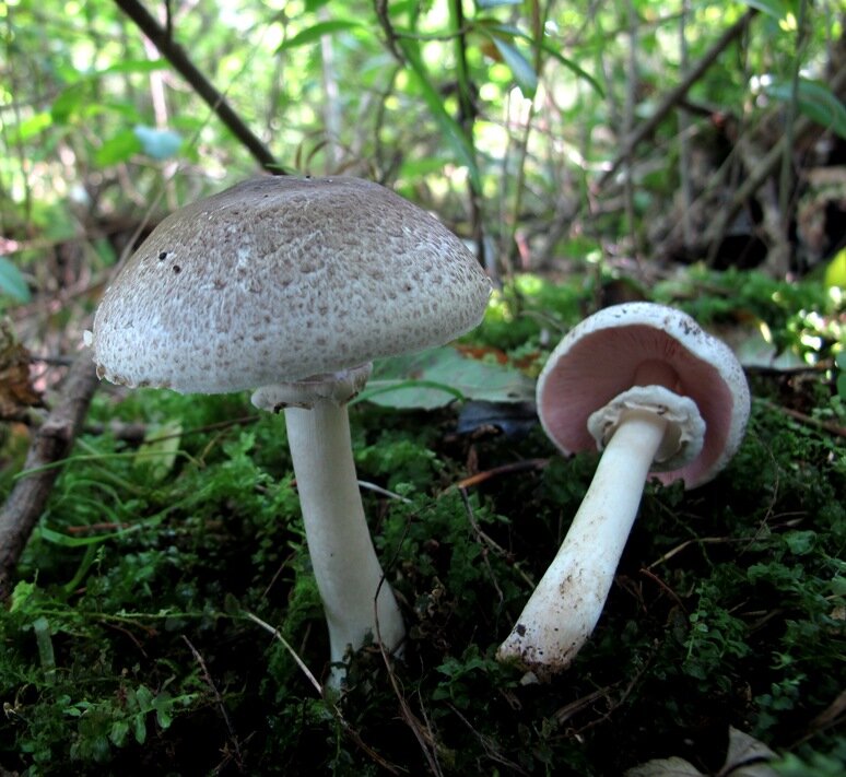 фото из интернета.