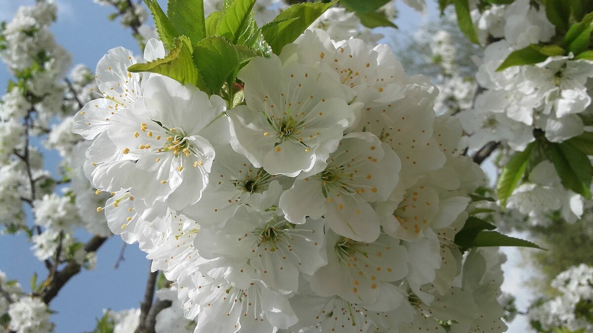 И вовсю цветёт черешня!