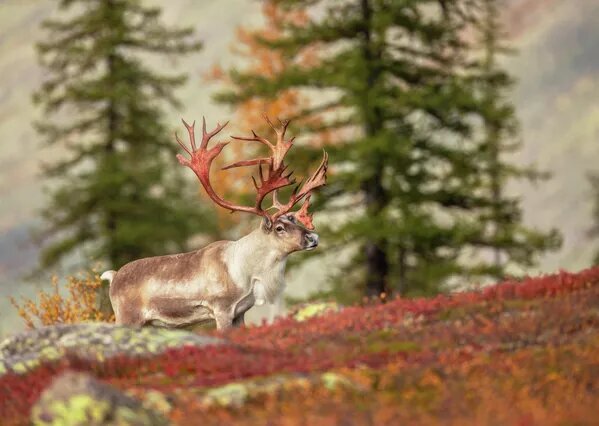 “Весь вид этого красавца говорит: к брачному периоду готов!”. © Фото : Предоставлено РГО/Владислав Костылев