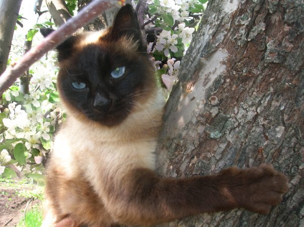 Симка жила в доме у Дедушки. Любила цветы и деревья.