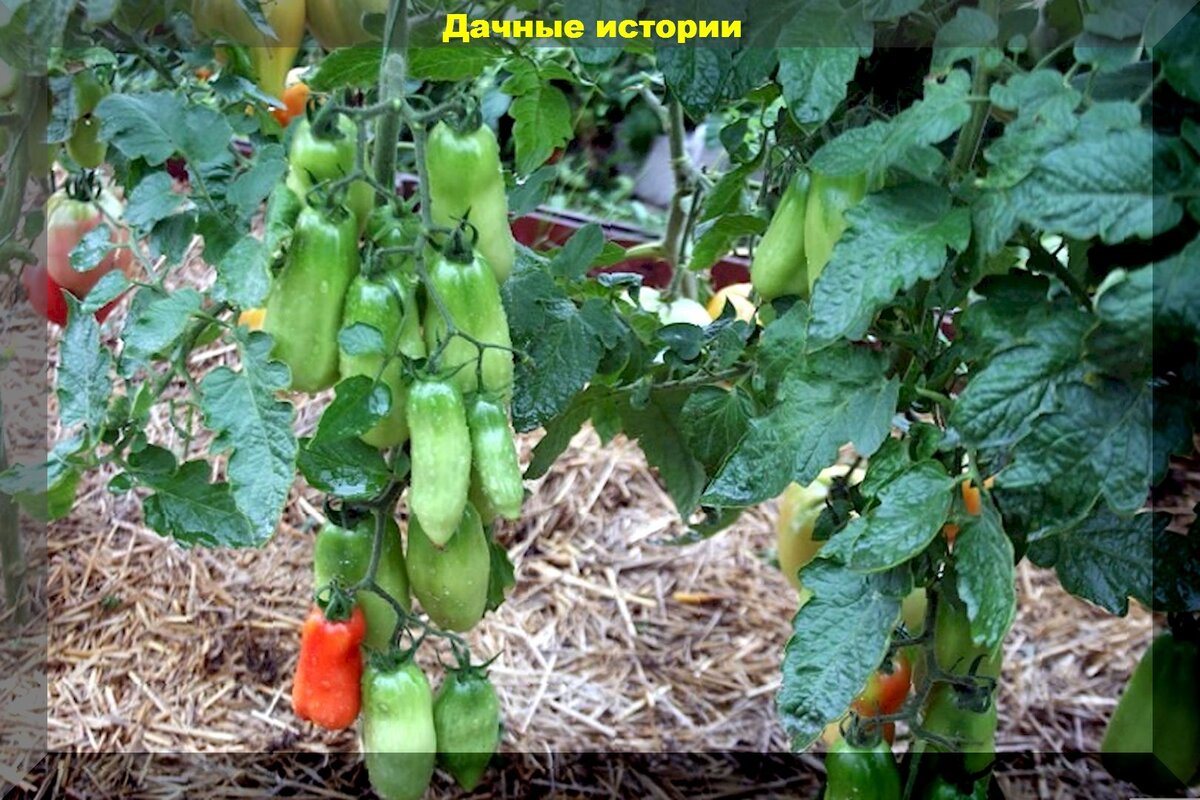https://vk.com/album-159774511_285706599