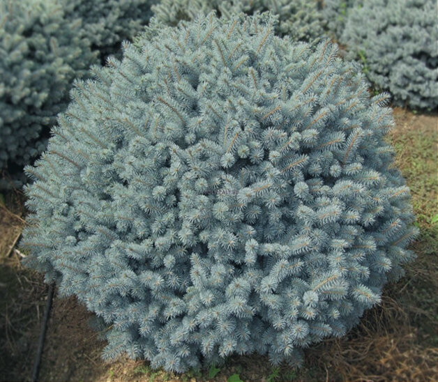 Глаука Глобоза "Glauсa Globosa"