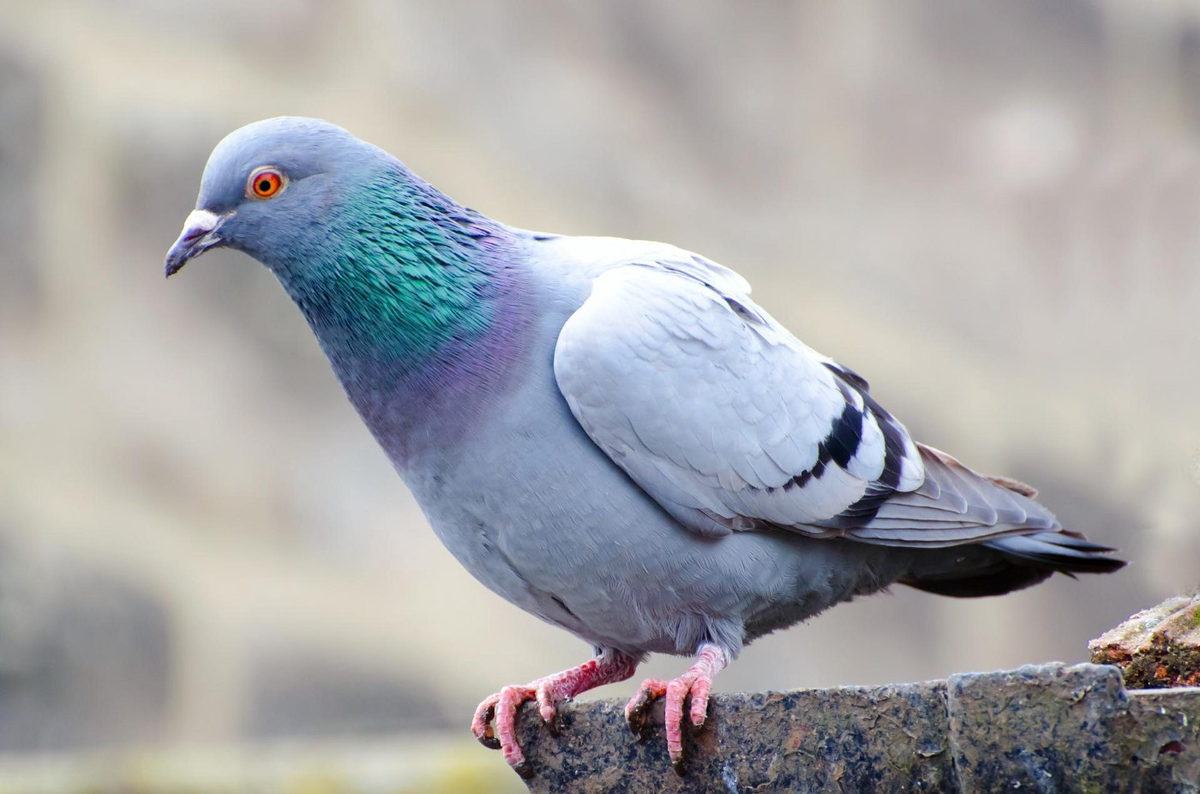 pigeon- это голубь 