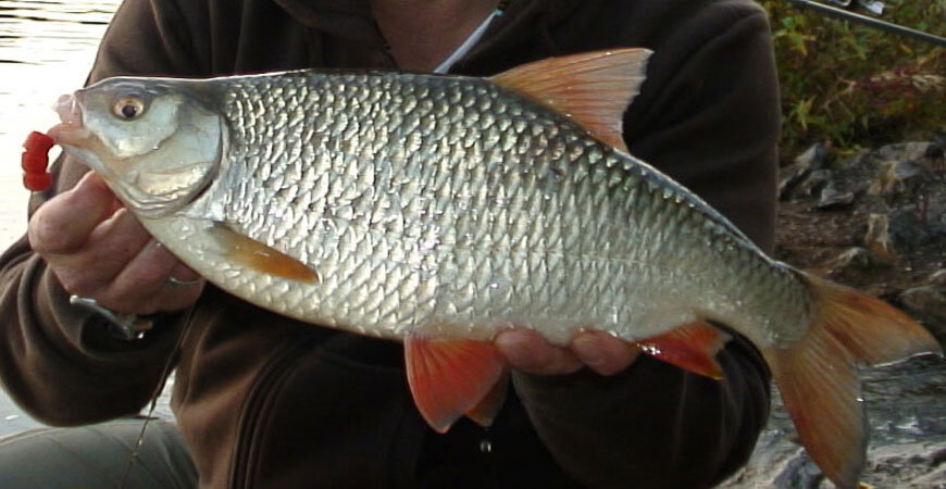 Фото с сайта: https://www.fishlovlya.ru/_dr/1/72486631.jpg