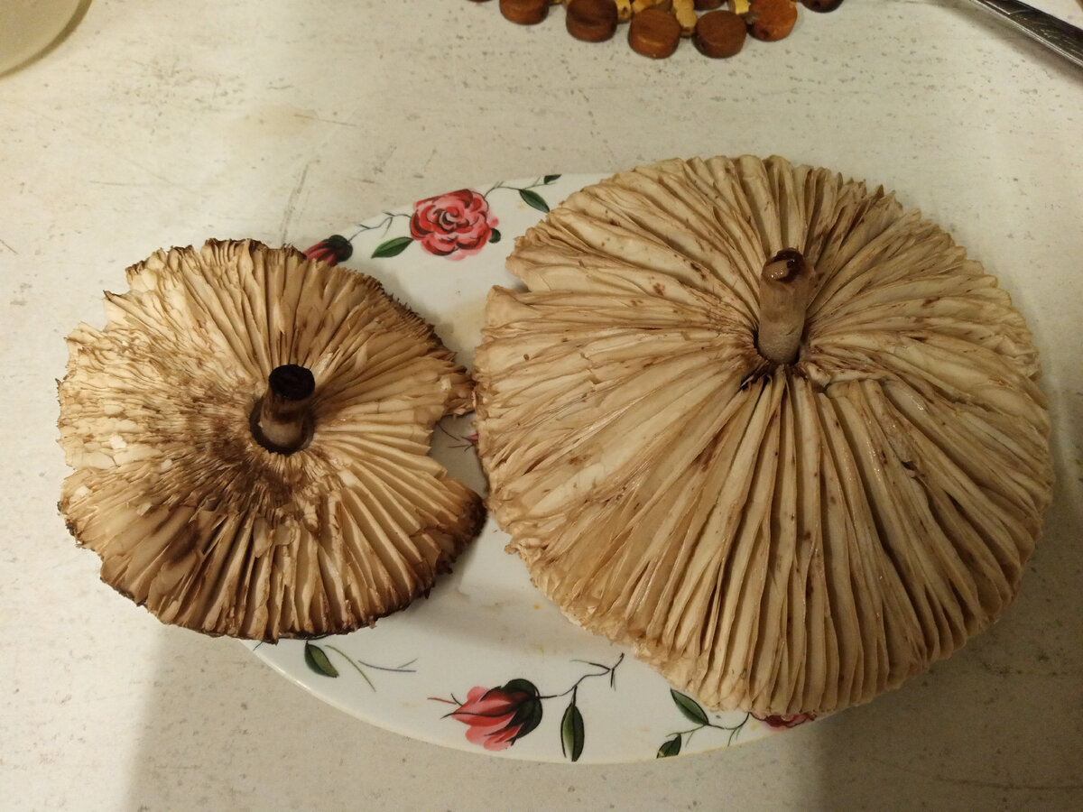 Зонтик пёстрый (Macrolepiota procera)