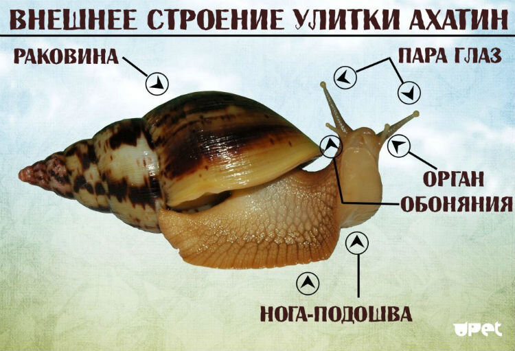 как сделать фрукт жизни в террарии | Игры в ОК